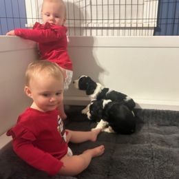 English Springer Spaniel Puppies from Chivalry English Springer Spaniels