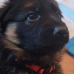 German Shepherd Puppies from Camo  Creek German Shepherds