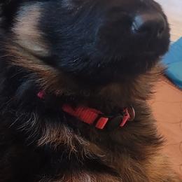 German Shepherd Puppies from Camo  Creek German Shepherds