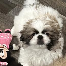 Ready Now-Full AKC- Tanner - Fawn sable male Pekingese puppy in Pennsylvania from Triple I Pekes