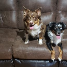 Miniature Australian Shepherds from Sparky's Farm