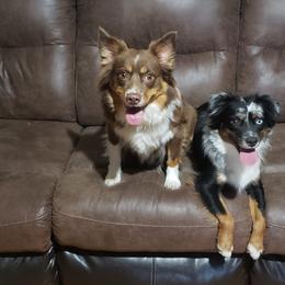 Miniature Australian Shepherds from Sparky's Farm