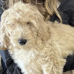 Yelena - Cream Goldendoodle puppy in Missouri from B&C Goldendoodles