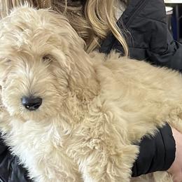 Yelena - Cream Goldendoodle puppy in Missouri from B&C Goldendoodles