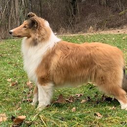 Collie Puppies from Creekwood Collies