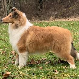 Collie Puppies from Creekwood Collies