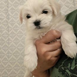 Male 4 - White male Maltese puppy in Fresno, California from Soua's Pups