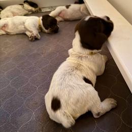 Canyon - Brown and gray male Wirehaired Pointing Griffon puppy in California from Rocking S Griffons