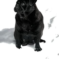 Yenephyr - Pug