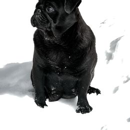 Yenephyr - Pug