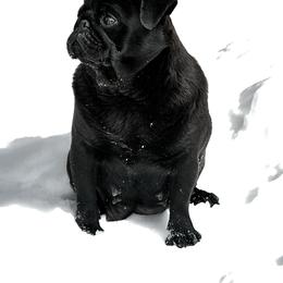 Yenephyr - Pug