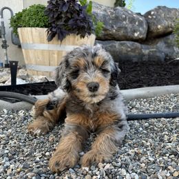 Bernedoodle Puppies from Salty Point Doodles