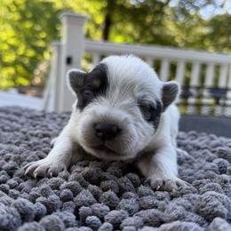 Girl 6 - Blue speckled female Australian Cattle Dog puppy in Amesbury, Massachusetts from Fox Hill Farm & K9