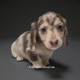 Loki - Chocolate and cream male Dachshund puppy in Oklahoma City, Oklahoma from OkieDoxieland Dachshunds