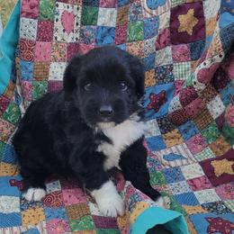 York - Black and white male Aussiedoodle puppy in Missouri from B&M Cottonwood Canines