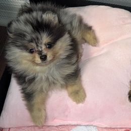 AKC Black Merle - Blue merle male Pomeranian puppy in Houston, Texas from MD Bella Pomeranian