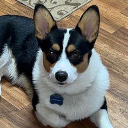 American Corgis and Pembroke Welsh Corgis from MKM Corgi Company