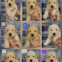 Trudy Male 1 - Golden male Golden Retriever puppy in Wauseon, Ohio from Golden Sunrise Retrievers