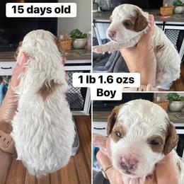 Boy 3 - Blenheim male Cavapoo puppy in Mc Connellsburg, Pennsylvania from Mumma’s Standard Poodles