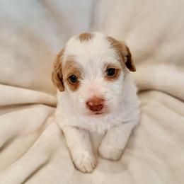 Janie - Parti female Labradoodle puppy in Bruceton Mills, West Virginia from Adonai Ra'ah Farms