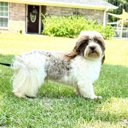 Forest - Havanese