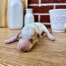 Goldendoodle and Poodle Puppies from SnickerDoodlePups