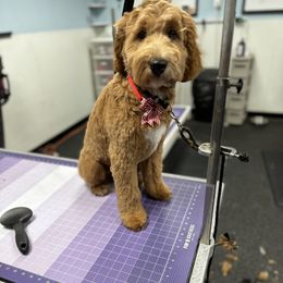 Goldendoodle All Grown Up from Alyssa Xxweetdoodles