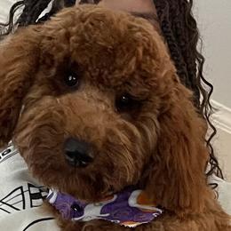 Goldendoodles and Poodles from Arevalos Doodles