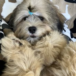 COSMO Temp Name Means BEAUTY, ORDER, UNIVERSE   MALE FLORIDA AKC LHASA APSO MULTI CHAMPION ANCESTRY - Golden male Lhasa Apso puppy in Bell, Florida from Maryann & Kandis