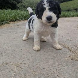 Newfypoo Puppies from Green Acres Newfypoos