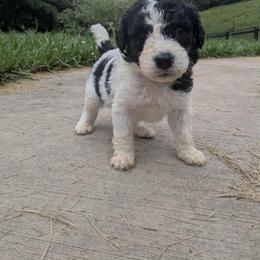 Newfypoo Puppies from Green Acres Newfypoos