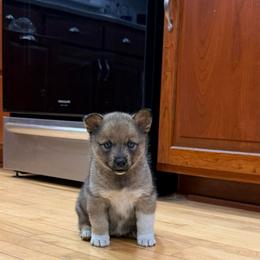Foxy - Wolf sable female Pomsky puppy in Doon, Iowa from Luxury Pomsky
