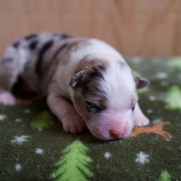 Australian Shepherd Puppies from River Run Australian Shepherds