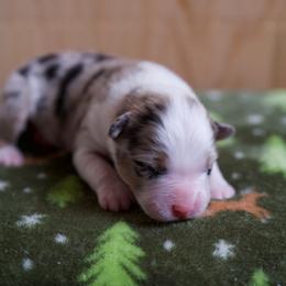 Australian Shepherd Puppies from River Run Australian Shepherds