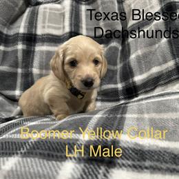 Boomer Yellow Collar - Cream male Dachshund puppy in Dike, Texas from Texas Blessed Dachshunds