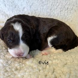 Evie - Sable female Bordoodle puppy in Mancos, Colorado from Mesa View Puppies