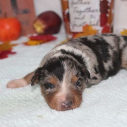 Caleb - Blue merle male Aussiedoodle puppy in Tuscola, Illinois from Dream on puppies