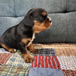 Dynamite - Black and tan male Cavalier King Charles Spaniel puppy in Stockdale, Texas from Great Oaks Farm Cavaliers