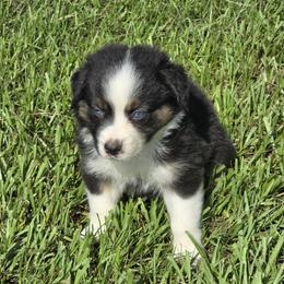 Girl 3 - Black tri-color female Australian Shepherd puppy in Lakeland, Florida from Diamond P Australian Shepherds