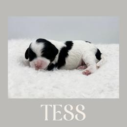 Tess - Tri-color female Cavapoo puppy in Awendaw, South Carolina from LierChonPoo