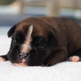 Veronica - Fawn female Boxer puppy in Warsaw, New York from Hillview Kennels