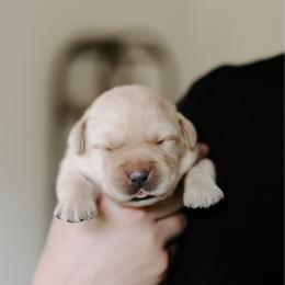 Yellow Boy - Yellow male Labrador Retriever puppy in Southington, Ohio from Ridgemere Retrievers