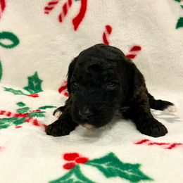 Nessie- Chocolate and White- Female - Chocolate female Goldendoodle puppy in Wickenburg, Arizona from Gentle Paw Goldendoodles