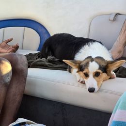 Pembroke Welsh Corgi Puppies from Triple M Ranch Corgi's