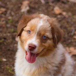 Jambalaya - Red merle male Australian Shepherd puppy in Coldwater, Michigan from Northern Star Australian Shepherds