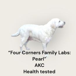 Pearl - Labrador Retriever