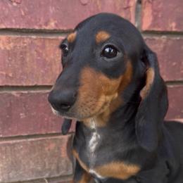 Tilly - Black and tan female Dachshund puppy in Keota, Oklahoma from Skyview Doxie Ranch