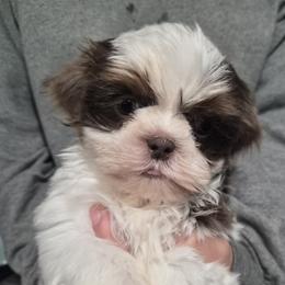 Lavender boy - Blue and white male Shih Tzu puppy in Green Valley Lake, California from All American Shih Tzu Puppies
