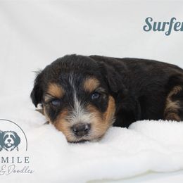 Surfer - Black tri-color male Aussiedoodle puppy in Foxworth, Mississippi from Ten Mile Aussies