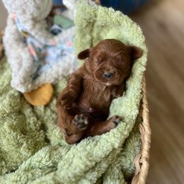 Boy 1 - Red male Cavapoo puppy in San Jose, California from Doodle Amore